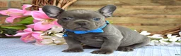 French Bulldog dogs for sale: Freddy - Ad 6