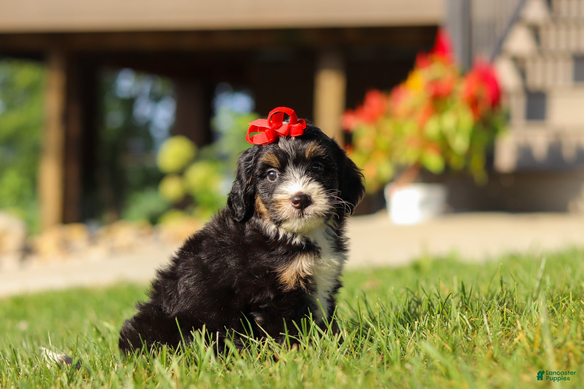 Mini Bernedoodle dogs Moonstone - Ad 1