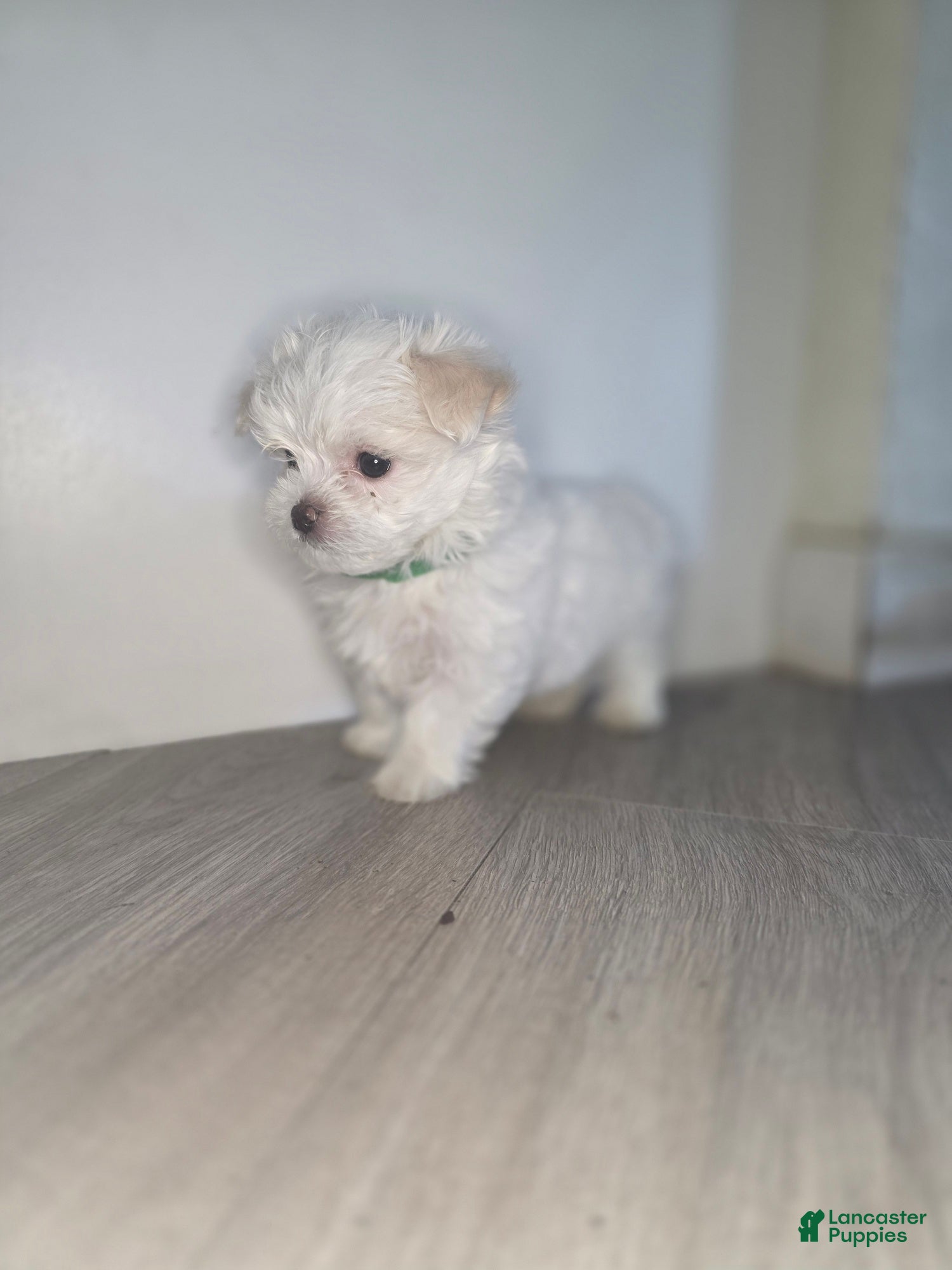 Maltese dogs 🐶 Exceptional Male Maltese Puppy – Smallest of the Litter - Ad 1