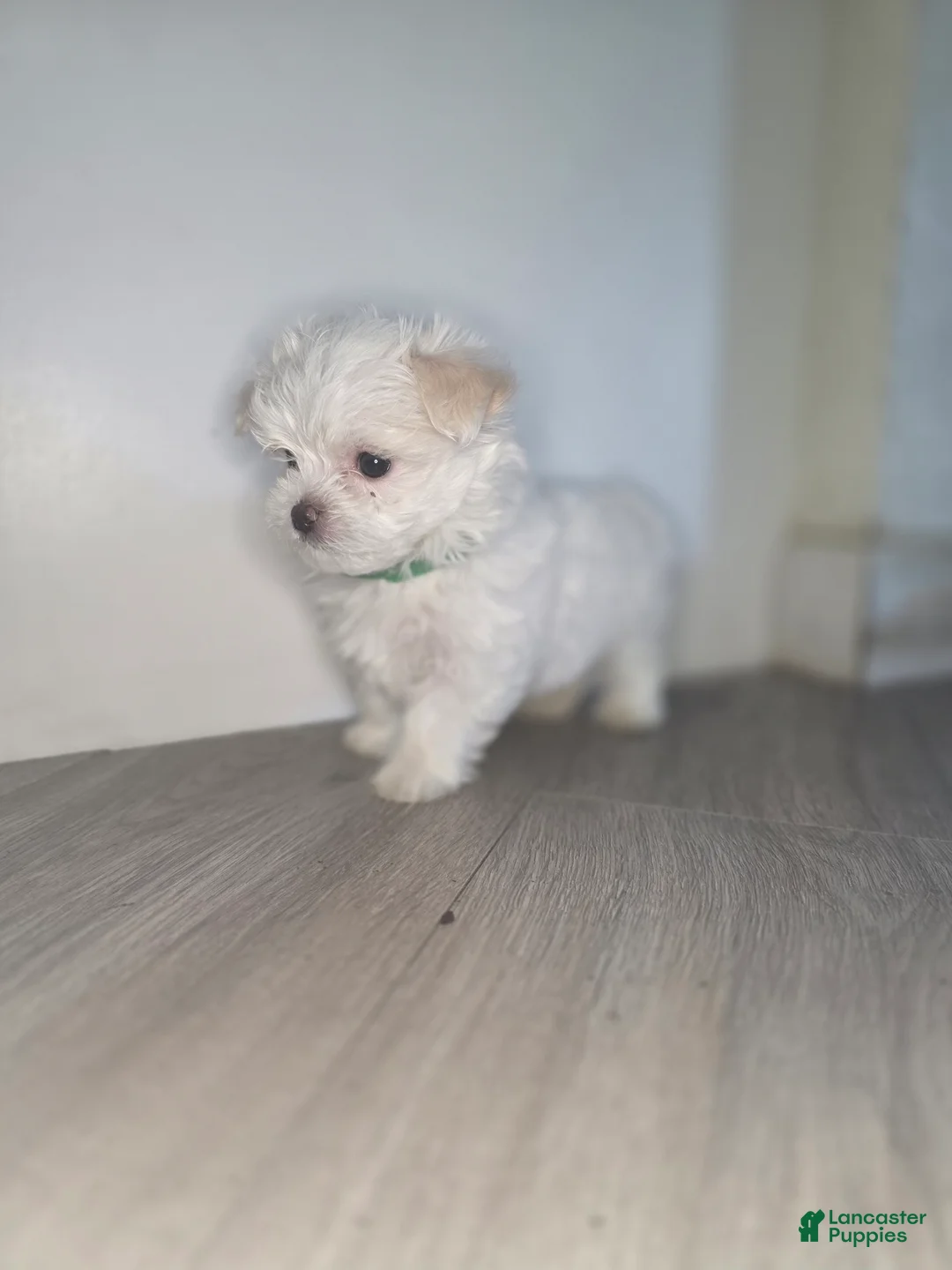 Maltese dogs for sale: 🐶 Exceptional Male Maltese Puppy – Smallest of the Litter - Ad 1