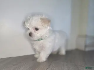 Maltese dogs 🐶 Exceptional Male Maltese Puppy – Smallest of the Litter - Ad 1