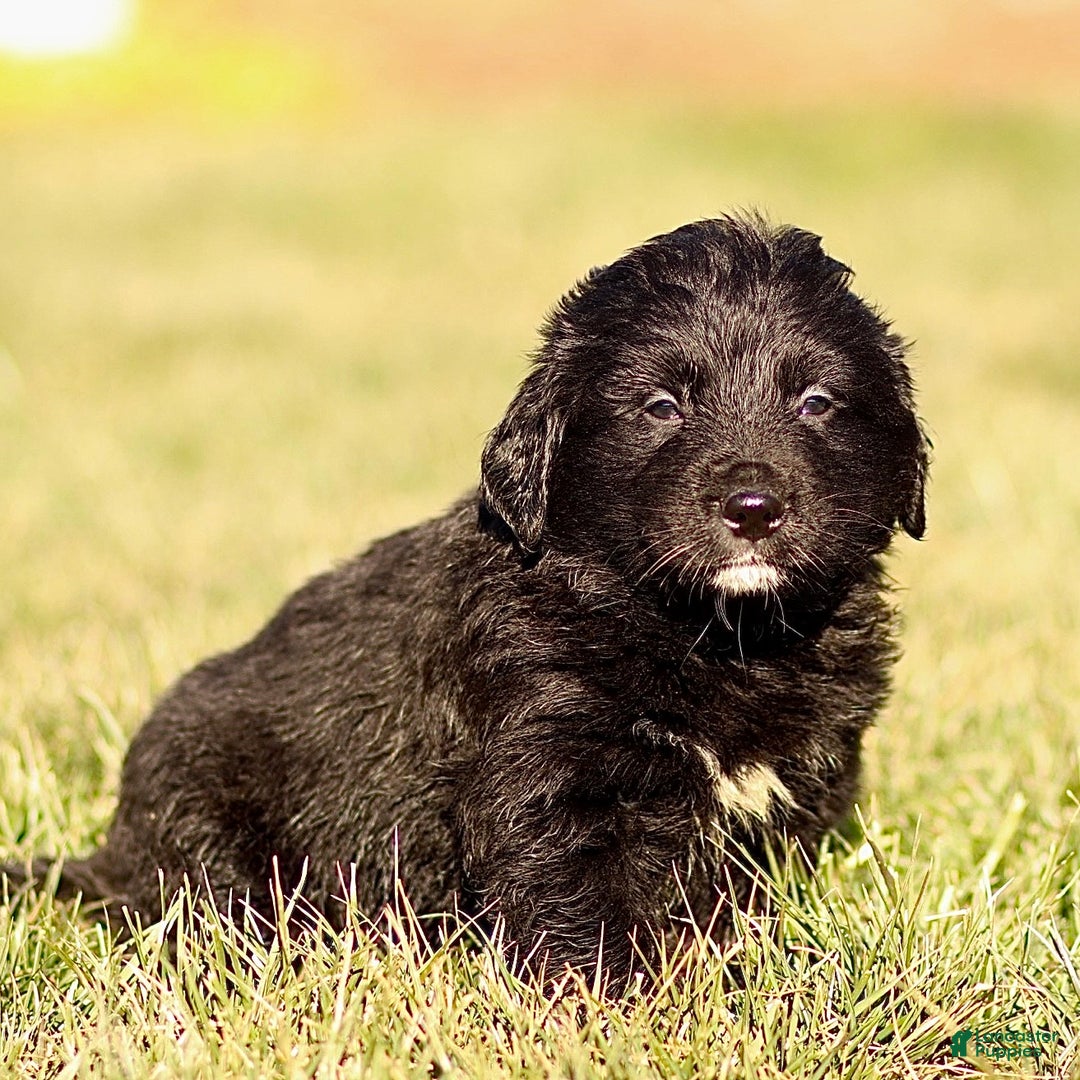 Mixed Breed dogs for sale: Leo - Ad 3