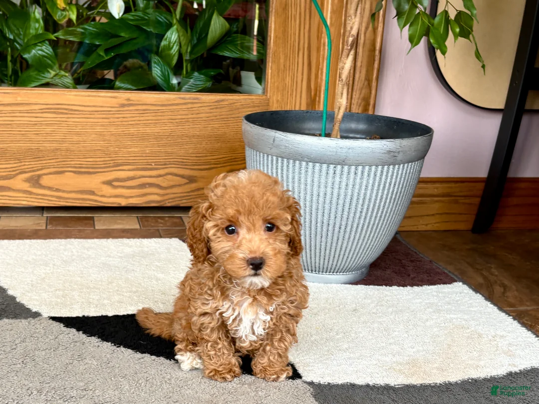 Maltipoo dogs for sale: Maltipoo 2 - Ad 1