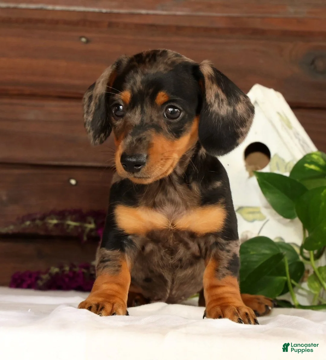 Miniature Dachshund dogs for sale: Tumbles - Ad 2