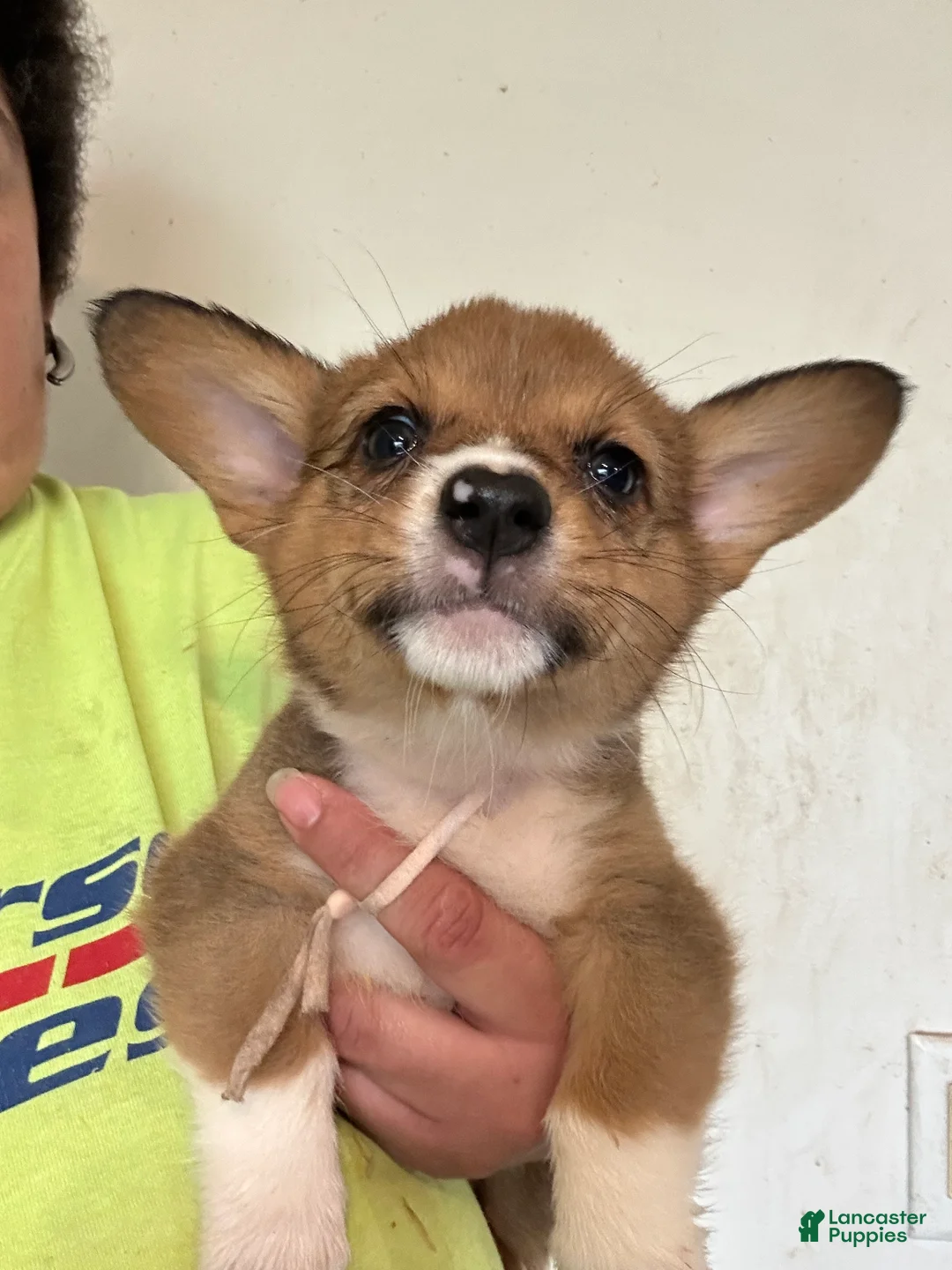 Welsh Corgi Pembroke dogs for sale: Light pinkld - Ad 3