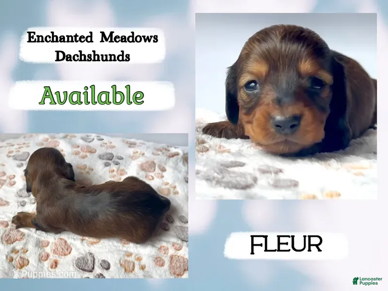 Miniature Dachshund dogs for sale: Fluer - Ad 2