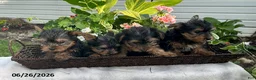 Yorkshire Terrier dogs for sale: Kody - Ad 4