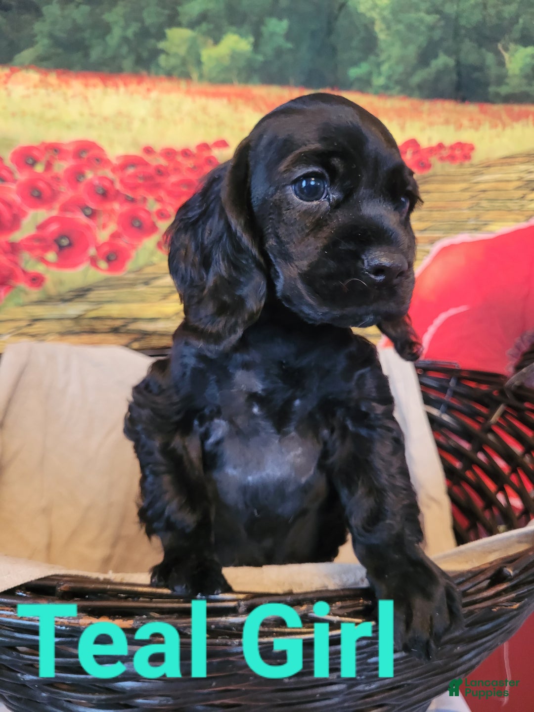 Cockapoo dogs for sale: Teal Girl  - Ad 2
