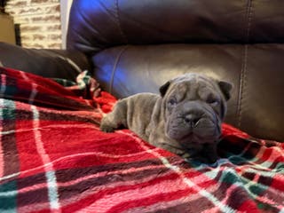 Shar Pei dogs Valentine - Ad 3