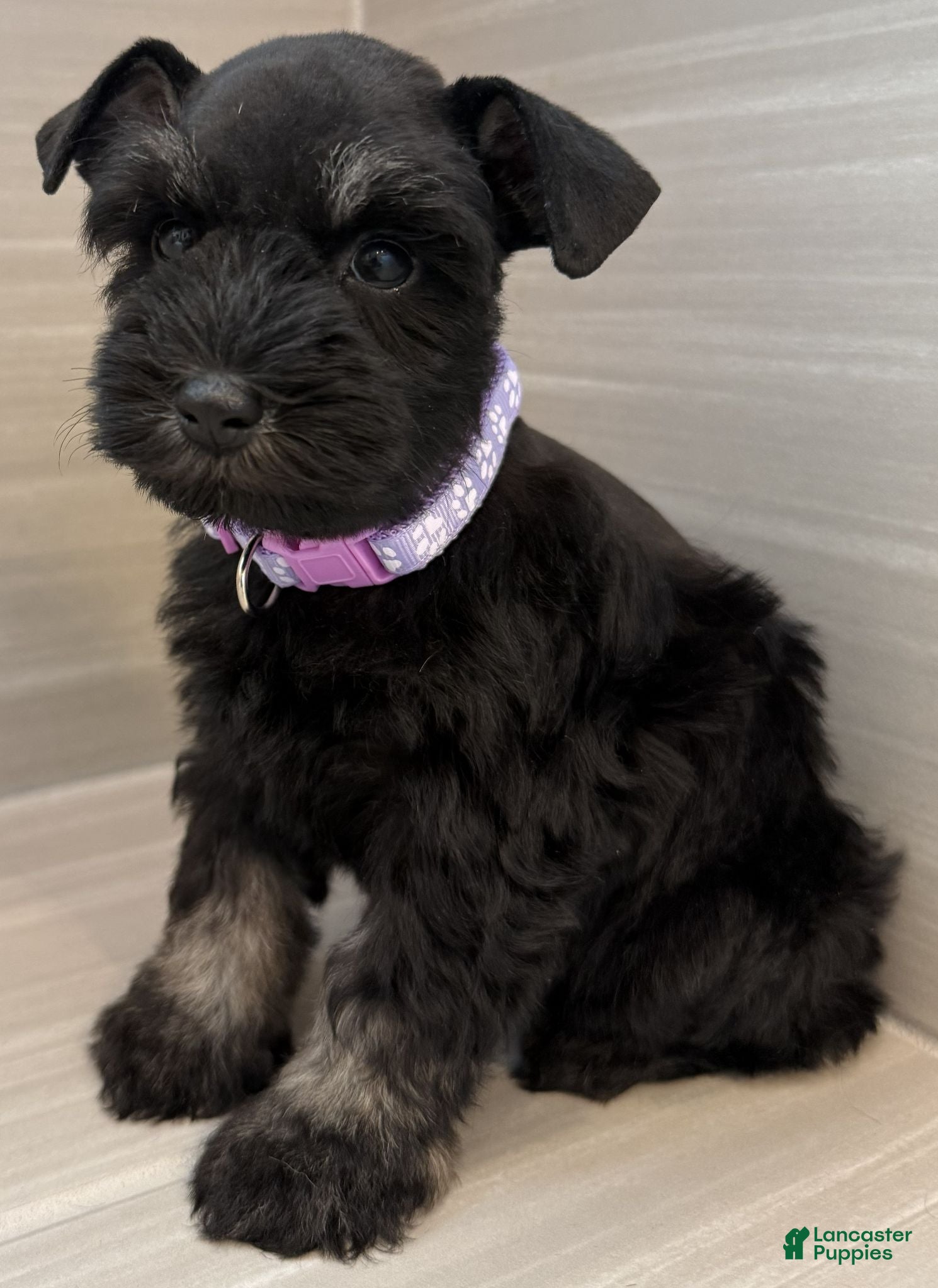 Miniature Schnauzer dogs Bonnie - Ad 2