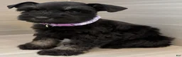 Miniature Schnauzer dogs for sale: Bonnie - Ad 2