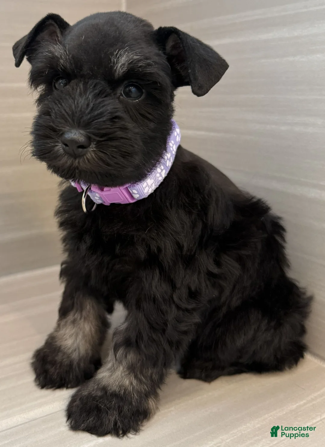 Miniature Schnauzer dogs for sale: Bonnie - Ad 2