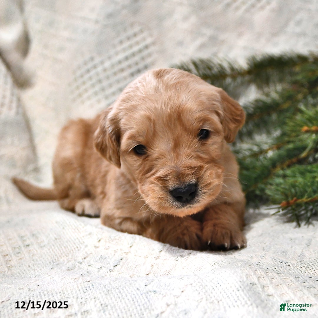 Goldendoodle dogs for sale: Barney - Ad 3