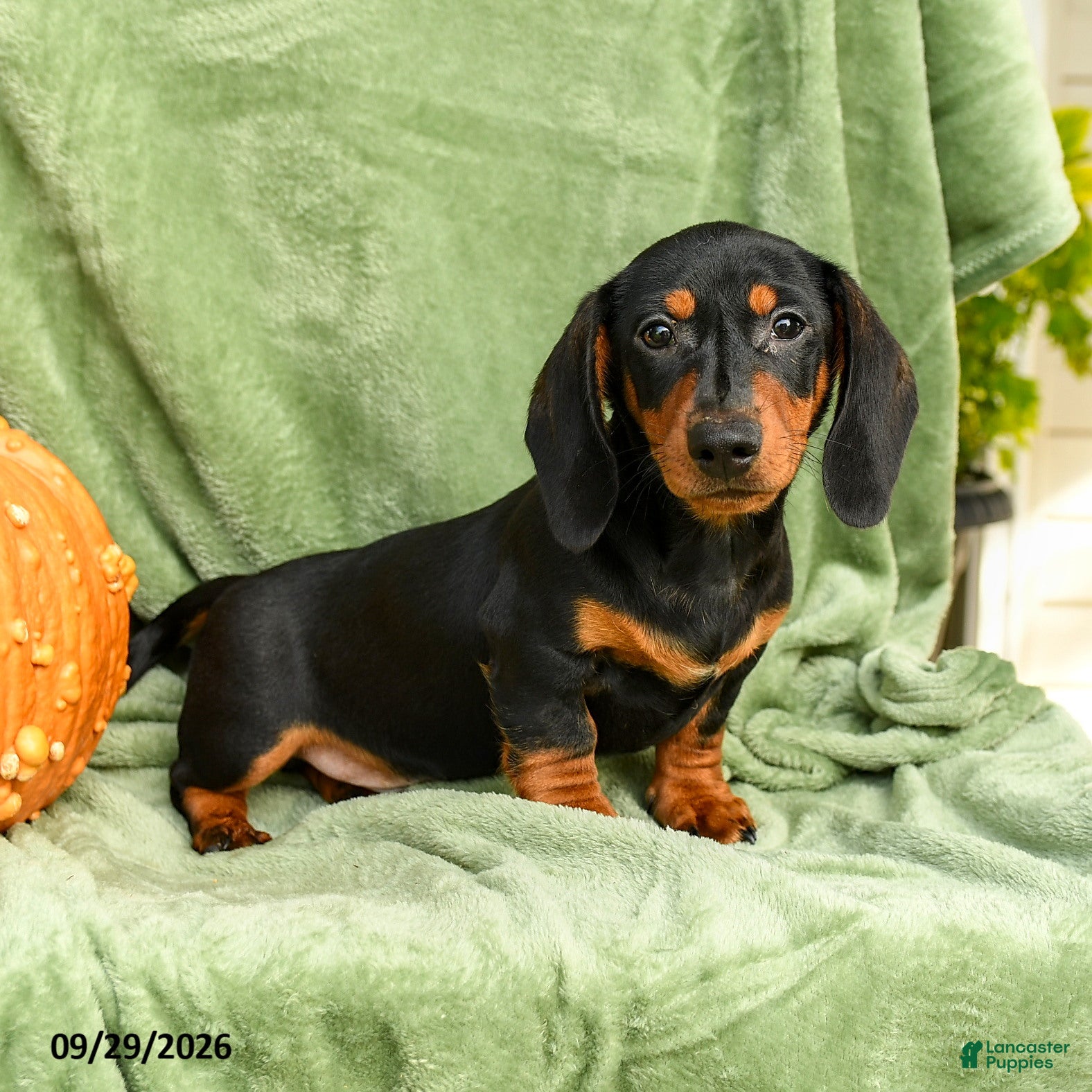 Miniature Dachshund dogs Carlos - Ad 2