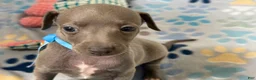 Italian Greyhound dogs for sale: Shark - Ad 5