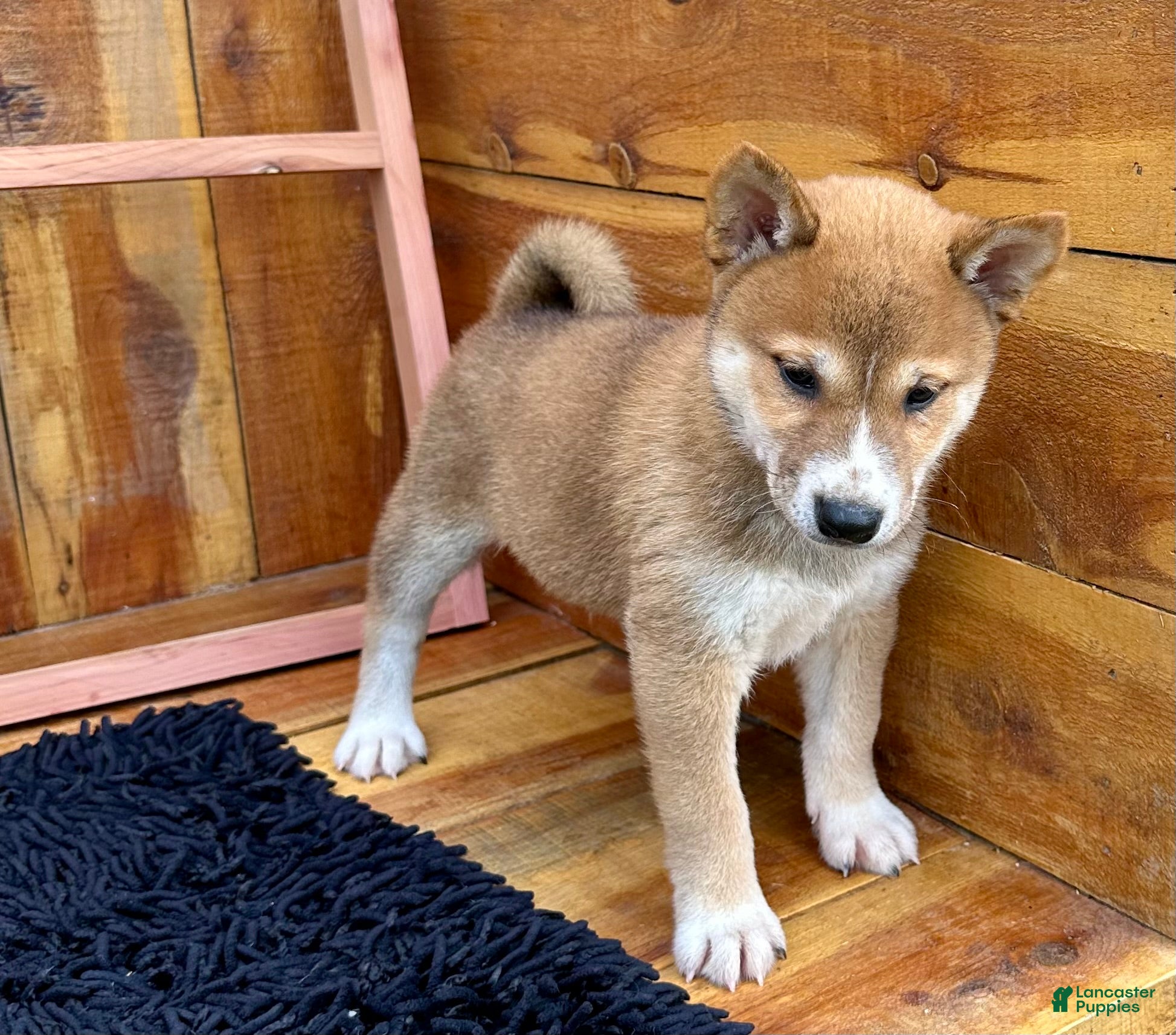 Shiba Inu dogs Shiba Inu Puppy 4 - Ad 1