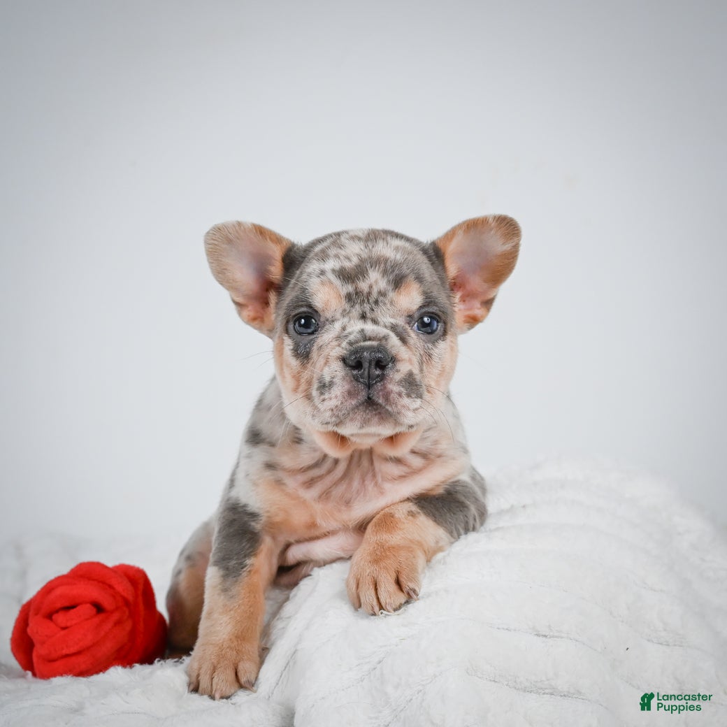 French Bulldog dogs French Bulldog Puppy 2 - Ad 1