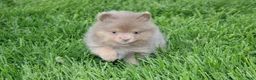 Pomeranian dogs for sale: Princess  - Ad 7