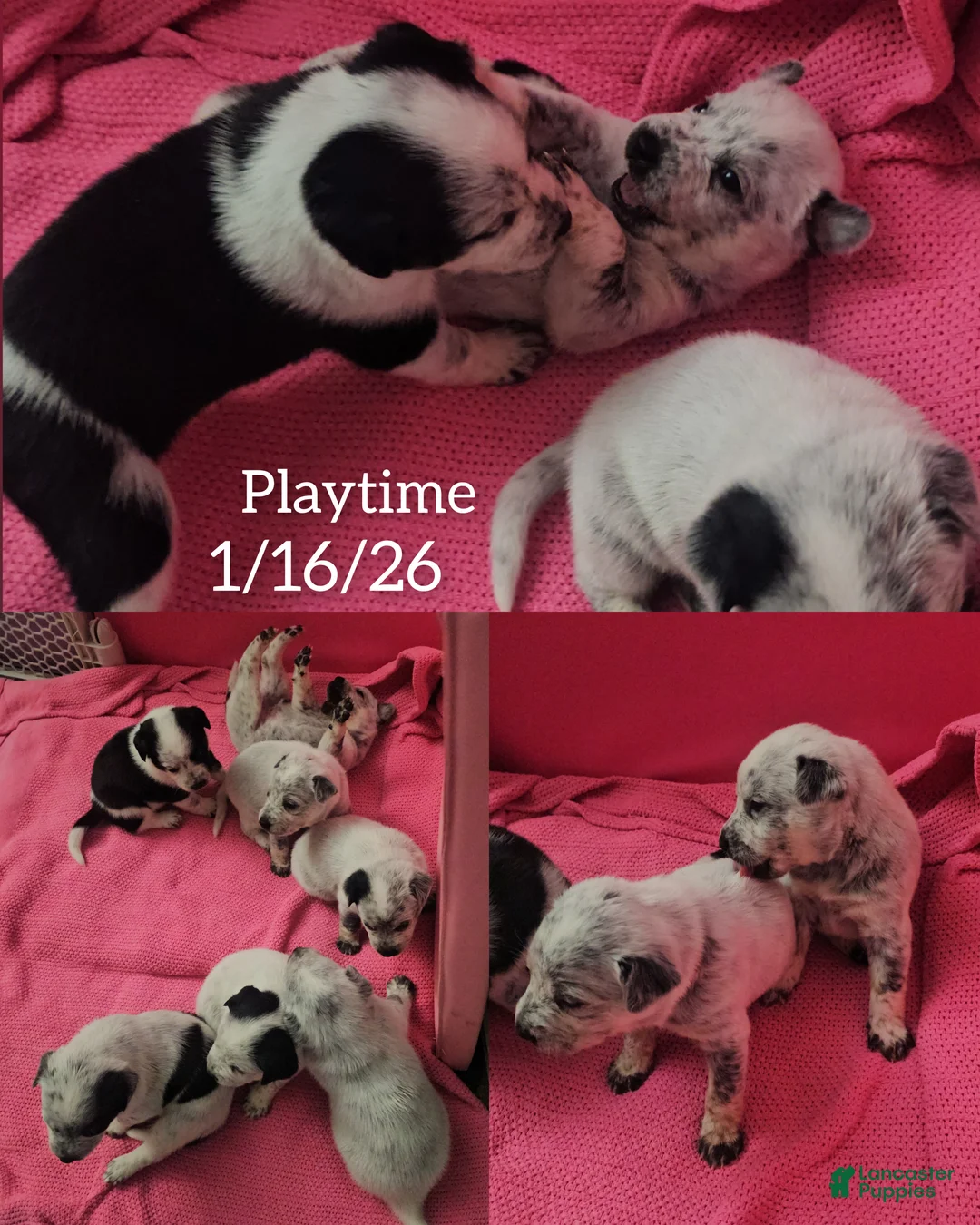 Mixed Breed dogs for sale: Mixed Breed Puppy 7 - Ad 13