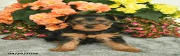 Yorkshire Terrier dogs for sale: Corby  - Ad 2