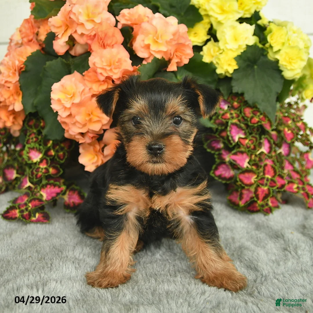 Yorkshire Terrier dogs for sale: Corby  - Ad 2