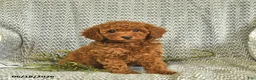 Miniature Poodle dogs for sale: Amber  - Ad 4