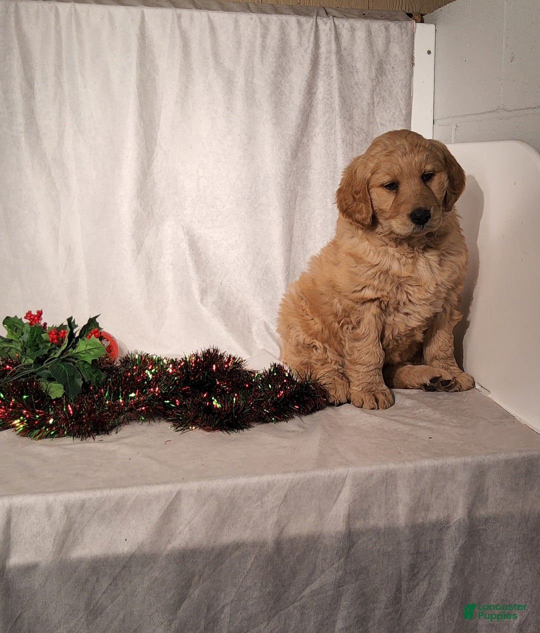 Goldendoodle dogs for sale: Becky - Ad 4