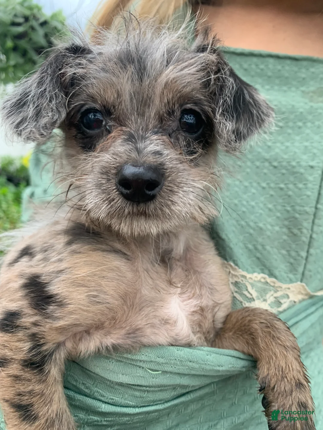 Chipoo dogs for sale: Chipoo Puppy 2 - Ad 1