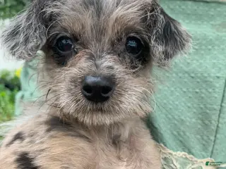 Chipoo dogs for sale: Chipoo Puppy 2 - Ad 1