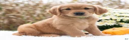 Golden Retriever dogs for sale: Greta  - Ad 3