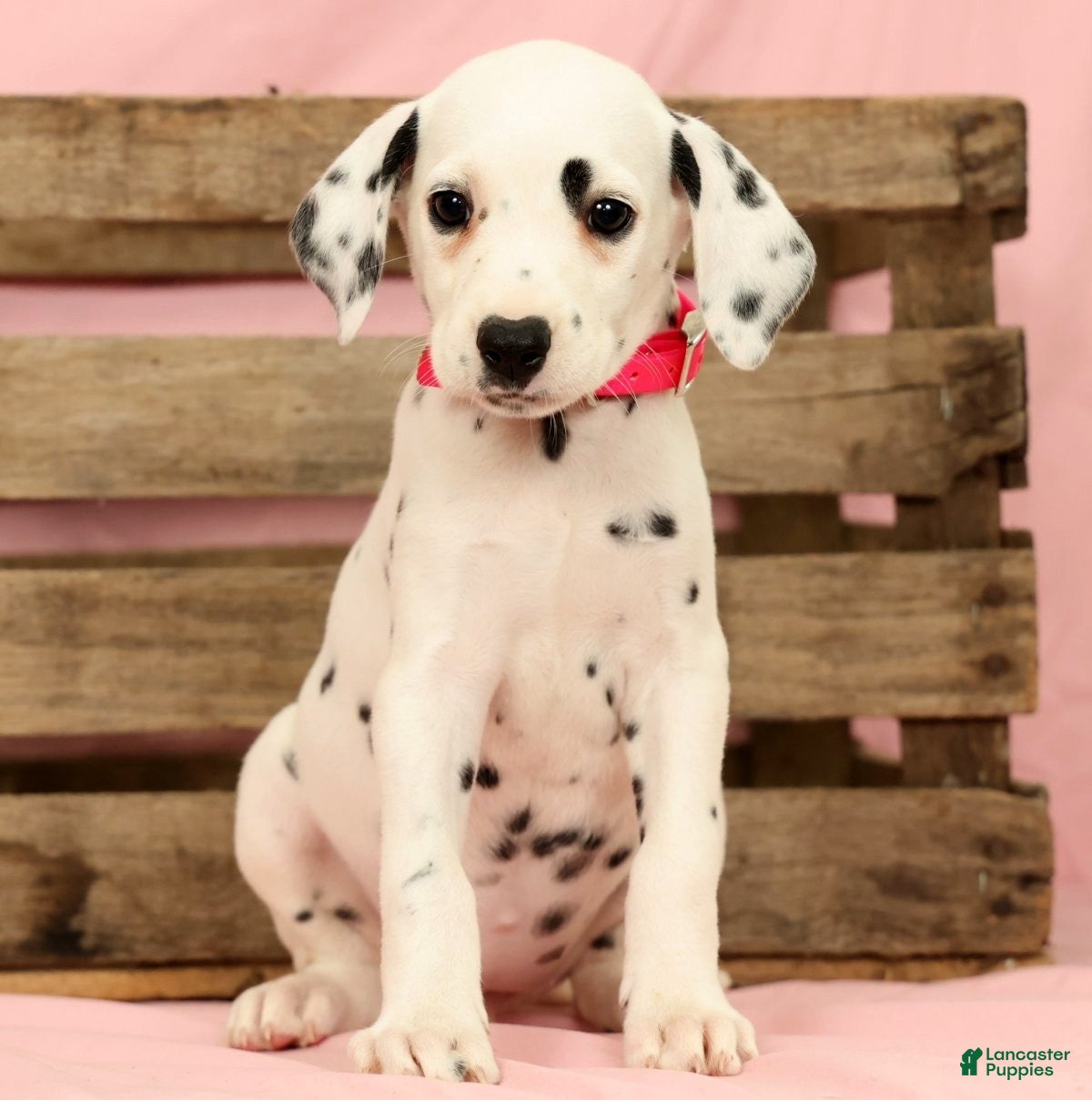 Dalmatian dogs Tulip - Ad 1