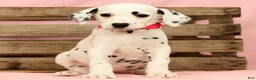 Dalmatian dogs for sale: Tulip - Ad 1