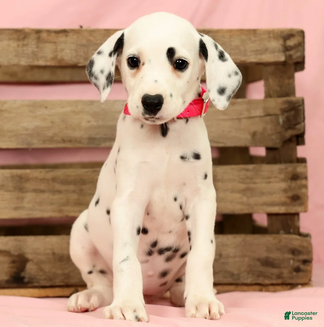 Dalmatian dogs for sale: Tulip - Ad 1