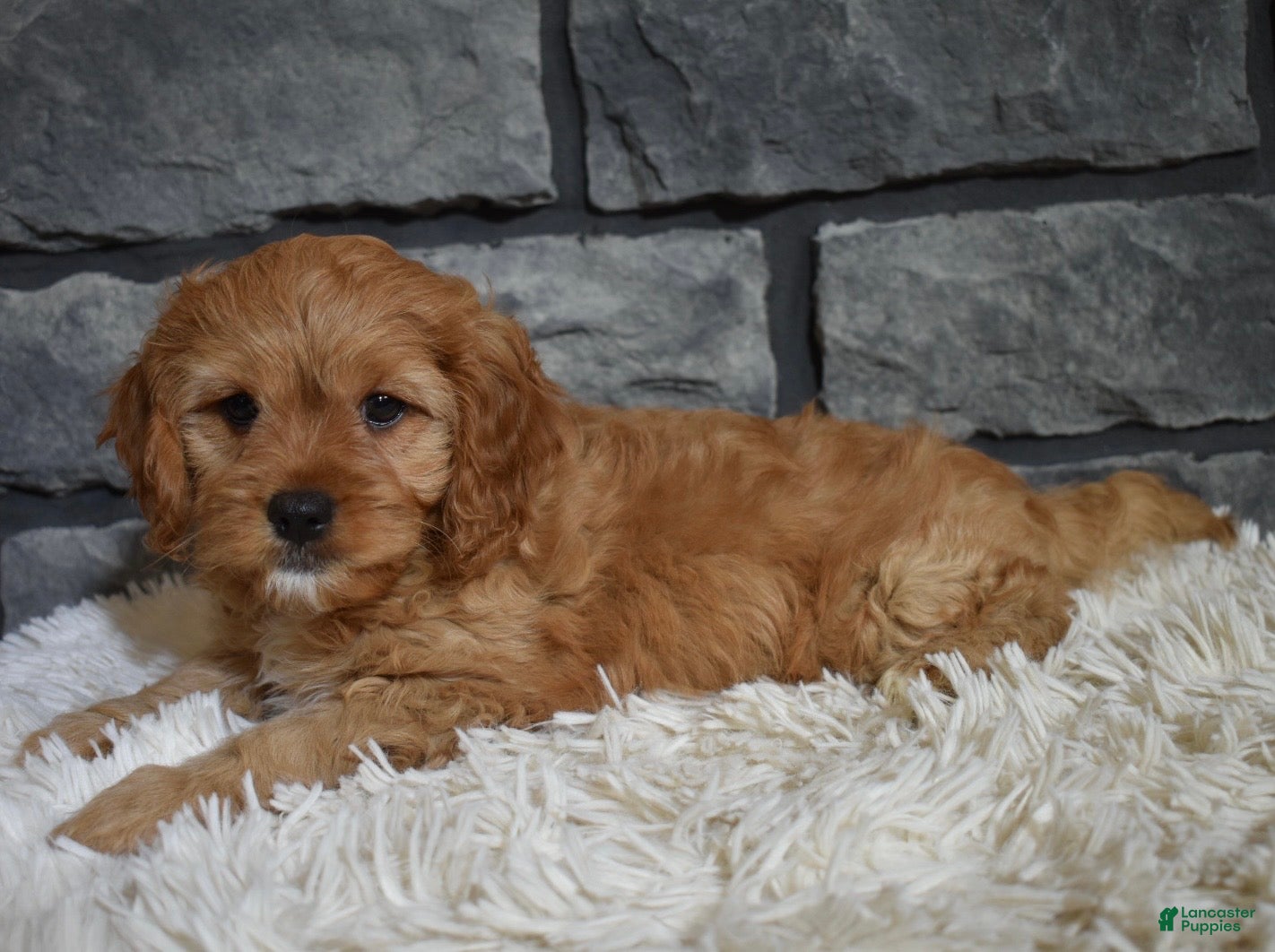 Cavapoo dogs Parker - Ad 2