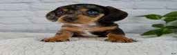 Miniature Dachshund dogs for sale: Hunter - Ad 7