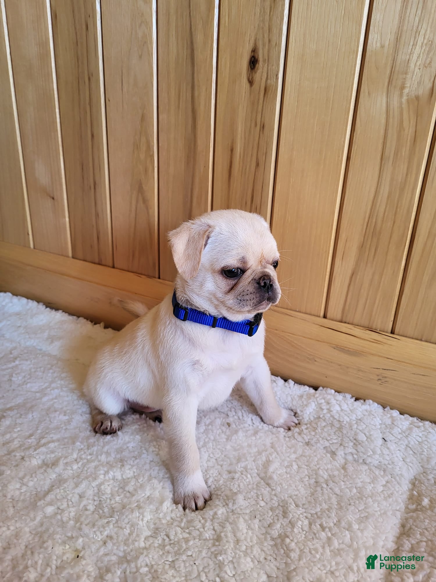 Pug dogs Blake - Ad 1