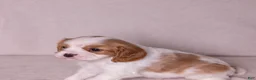 Cavalier King Charles Spaniel dogs for sale: Cheers - Ad 4
