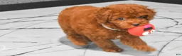 Miniature Poodle dogs for sale: Loren💙 - Ad 9