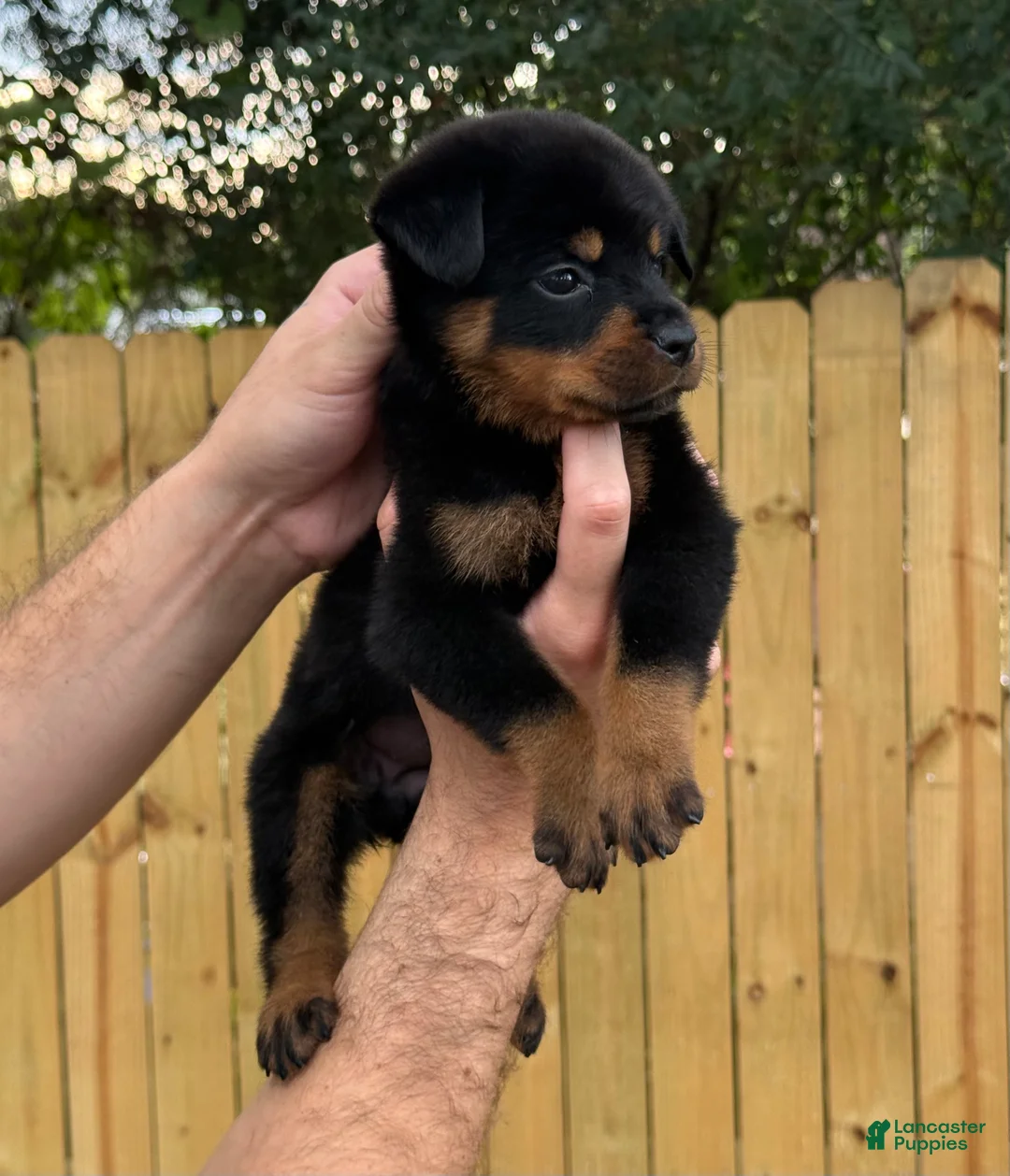 Rottweiler dogs for sale: HERMOINE  - Ad 2