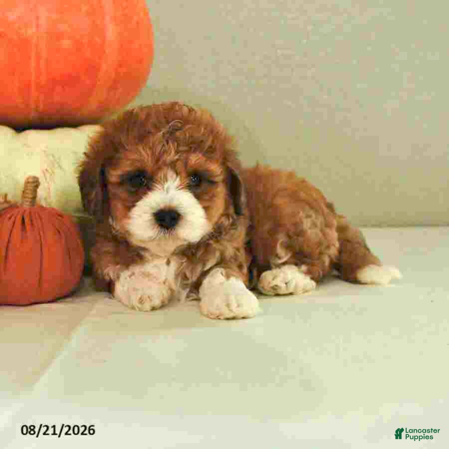 Mini Bernedoodle dogs Mason - Ad 2