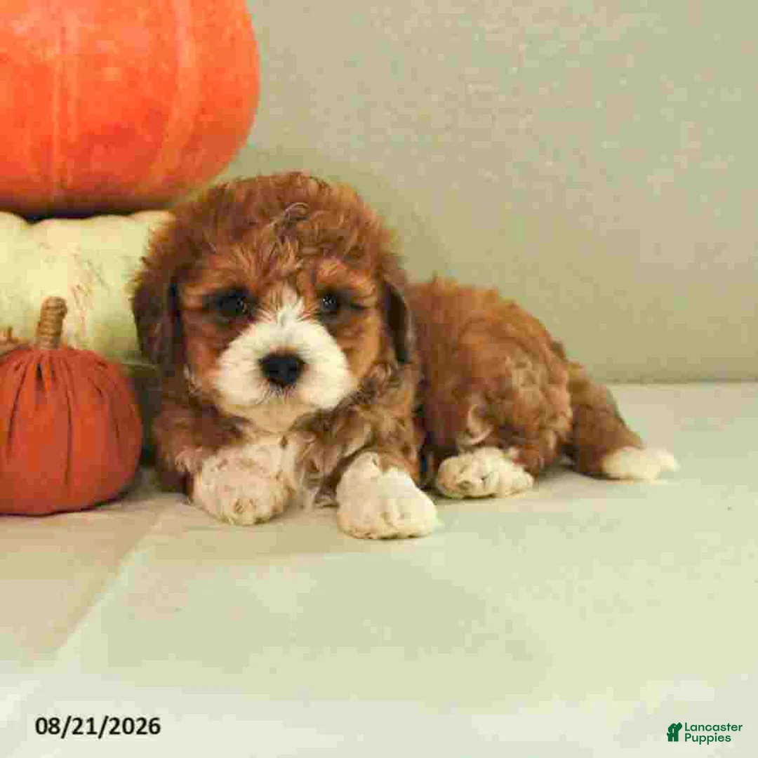 Mini Bernedoodle dogs for sale: Mason - Ad 2