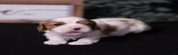 Cavalier King Charles Spaniel dogs for sale: Jubilee - Ad 4