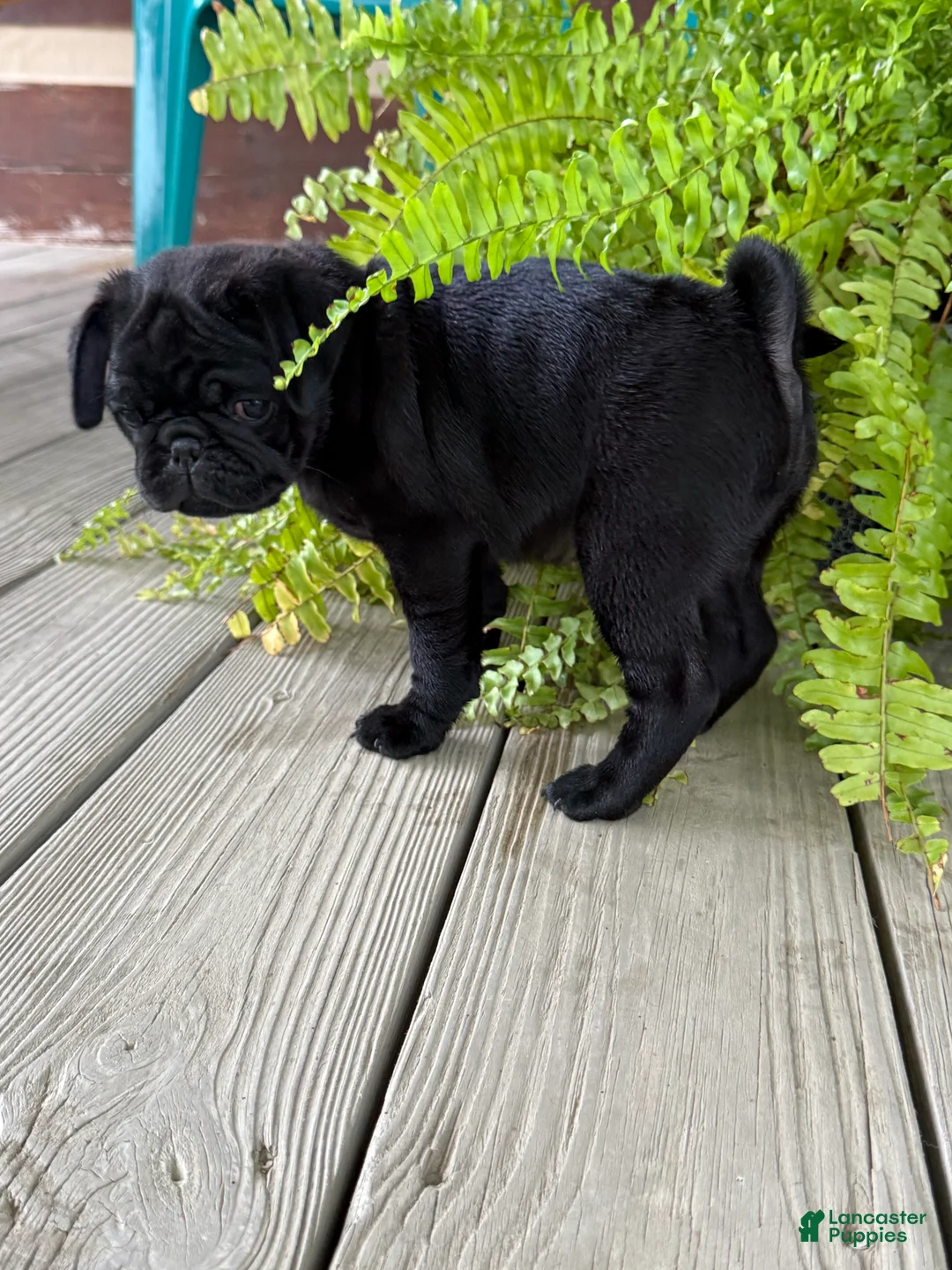 Pug dogs for sale: Patrick - Ad 2