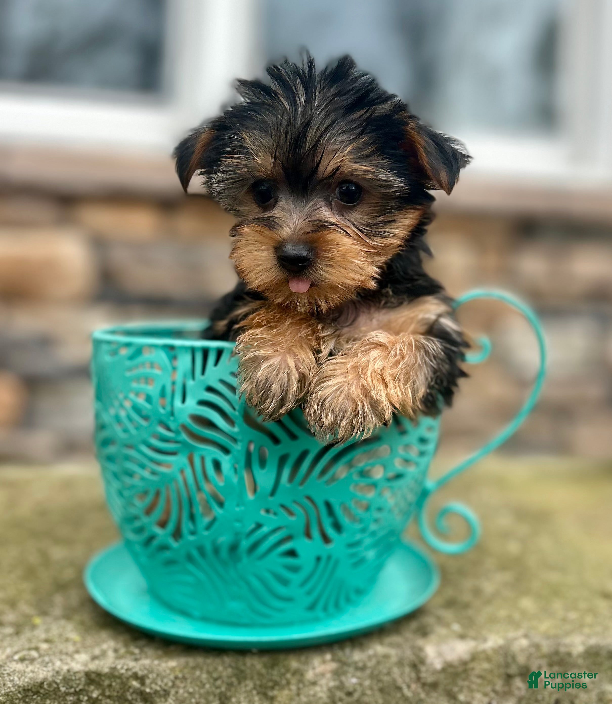 Yorkshire Terrier dogs Sage - Ad 1