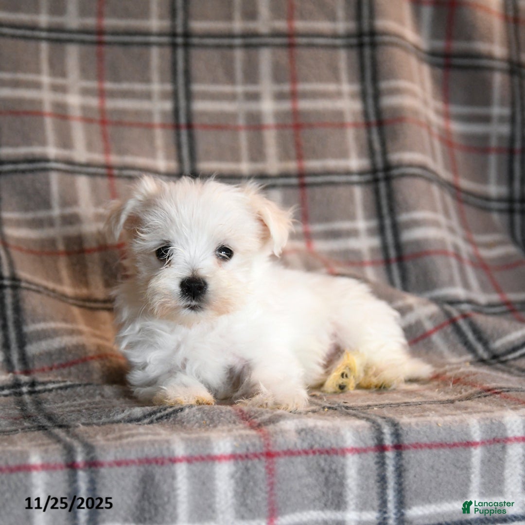 Maltese dogs for sale: Sid  - Ad 4