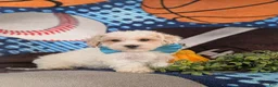 Maltipoo dogs for sale: Finn Hypoallergenic - Ad 3
