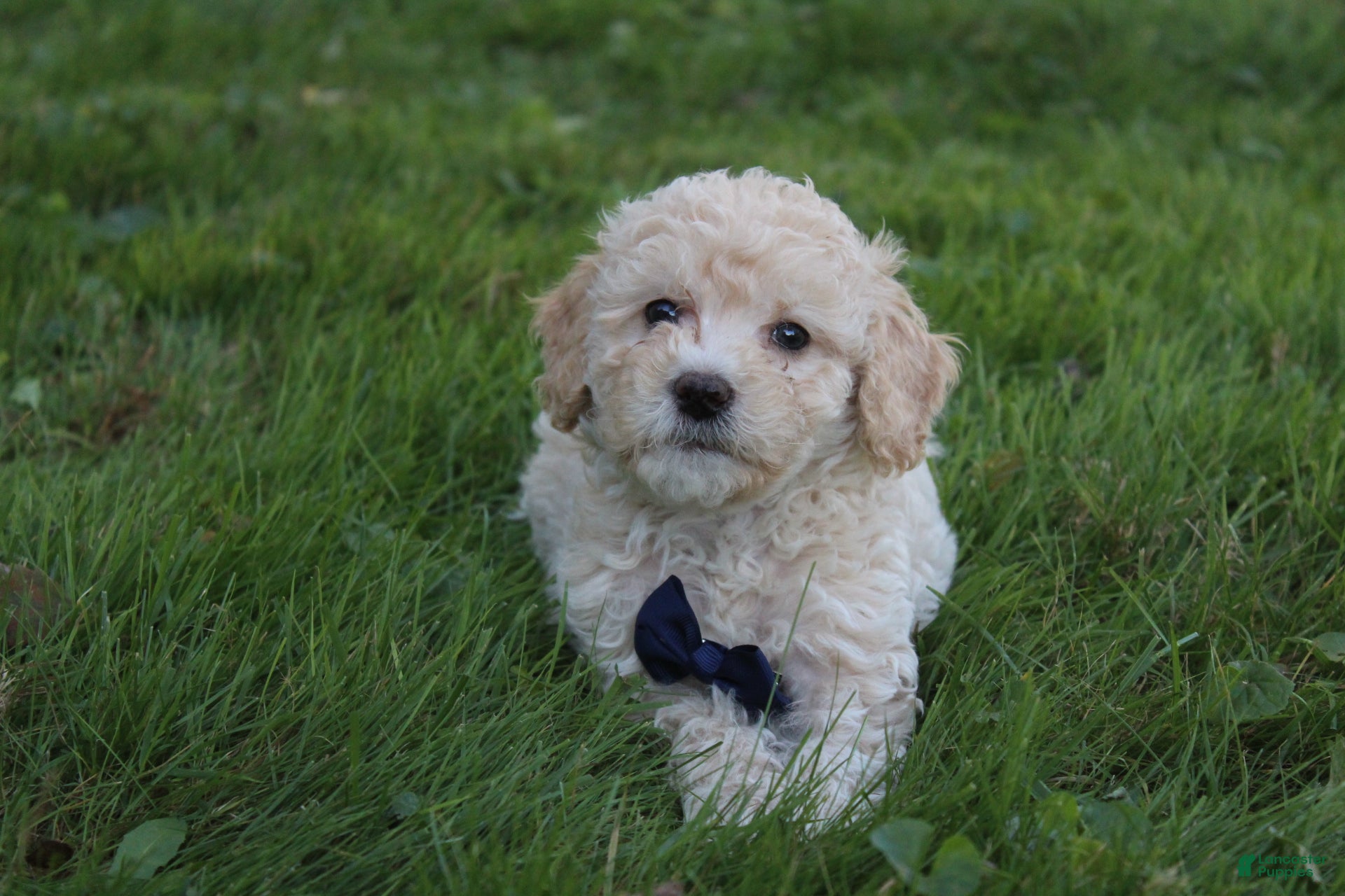 Mini Goldendoodle dogs for sale: Domino 💎 - Ad 1