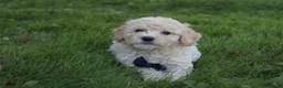Mini Goldendoodle dogs for sale: Domino 💎 - Ad 6