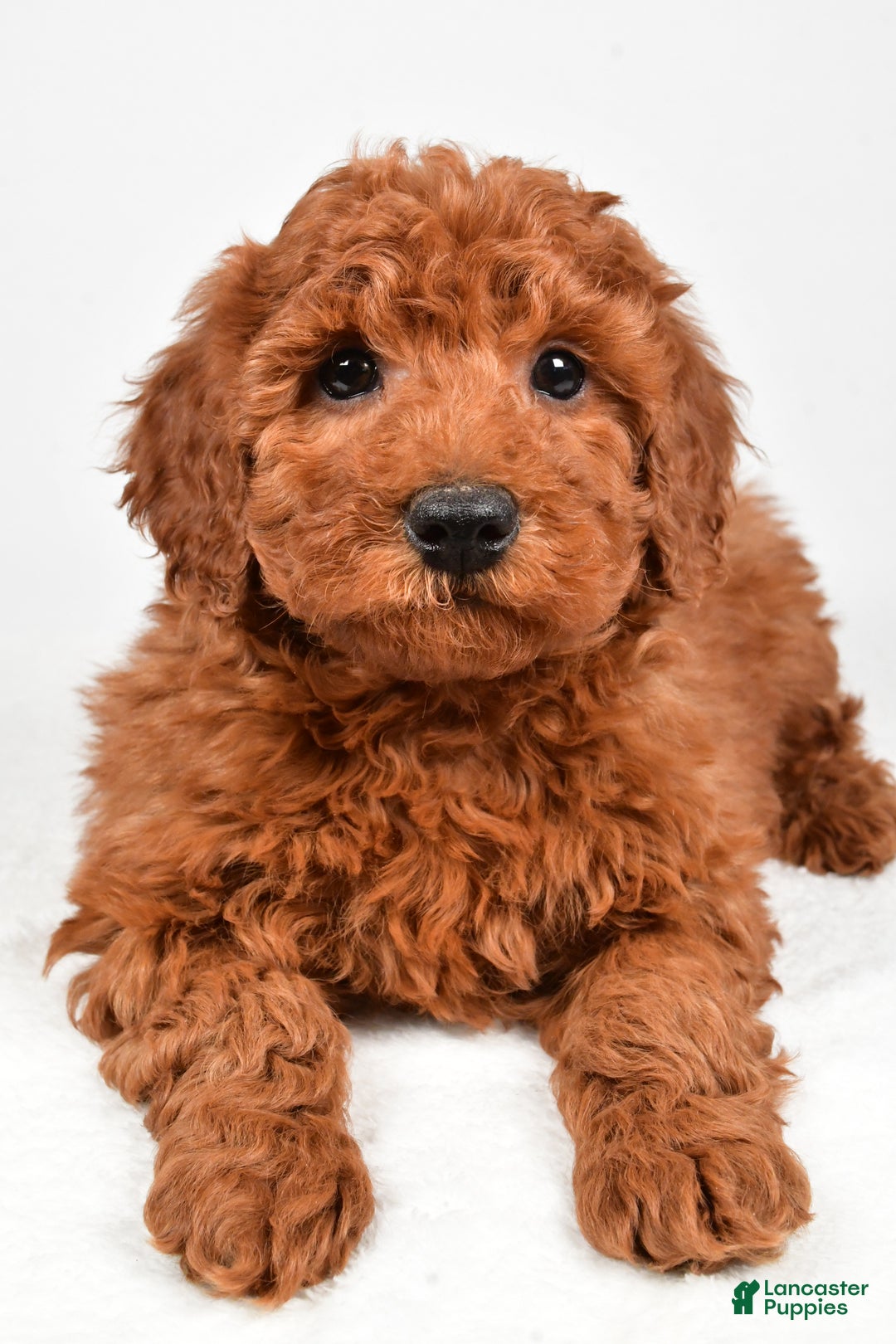 Miniature Poodle dogs for sale: Jasper - Ad 3