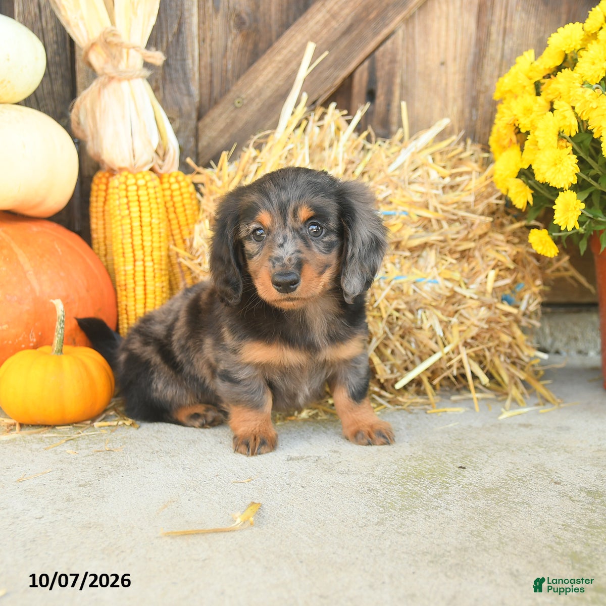 Miniature Dachshund dogs Jagger - Ad 2